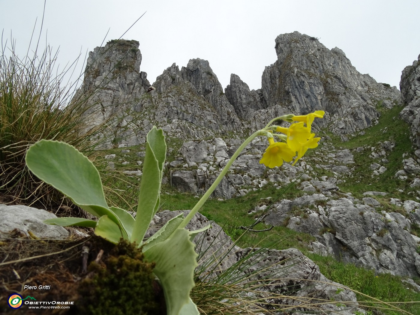 32 Primula orecchia d'orso (Primula auricula) sulle rocce del Canalino dei sassi.JPG